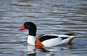 Shelduck - D